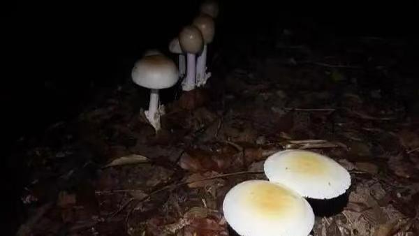 AI识菌风波引关注！抖音高管回应蘑菇误食事件：图片辨菇不靠谱，野生菌类切勿凭AI定论
