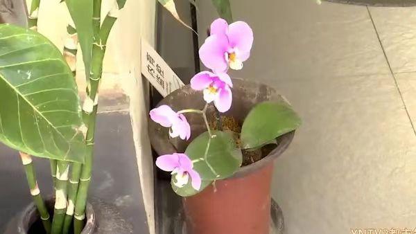 贴出手绘肖像警示仍无效,女子半月三次偷盗门店兰花触碰法律红线